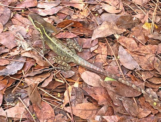Scientists urge Florida residents to report nonnative lizards