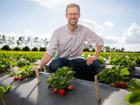 UF/IFAS research helping Florida strawberry growers, consumers