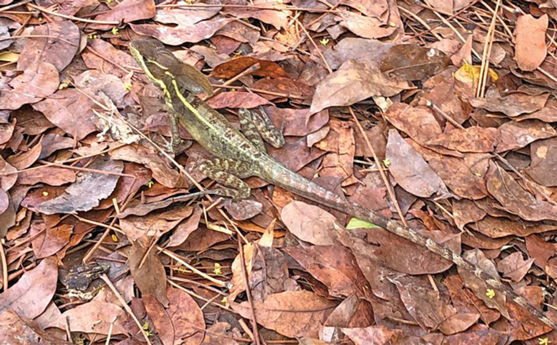 Scientists urge Florida residents to report nonnative lizards