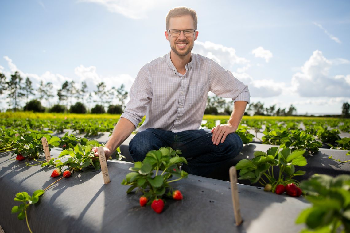 UF/IFAS research helping Florida strawberry growers, consumers