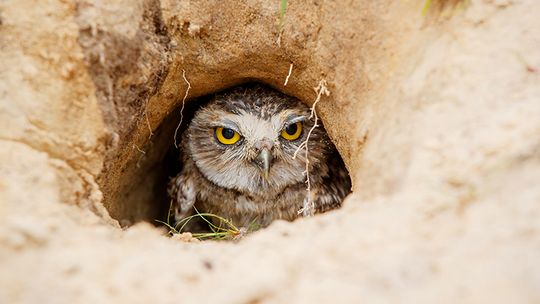 Burrowing Owl Festival Burrowing Owl Festival