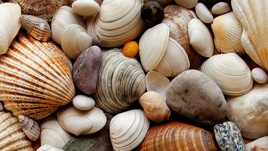 Sanibel Shell Show & Festival