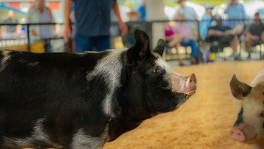 Southwest Florida Agriculture Expo