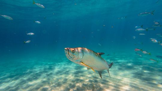 World’s Richest Tarpon Tournament