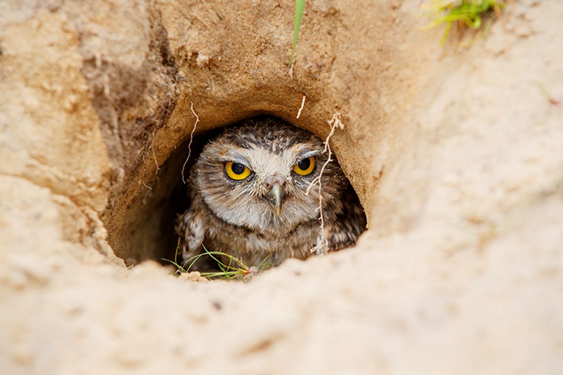 Burrowing Owl Festival Burrowing Owl Festival