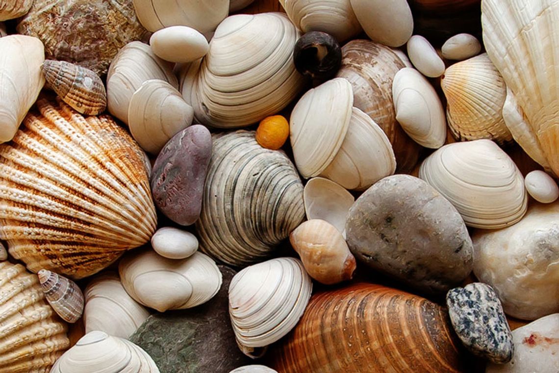 Sanibel Shell Show & Festival