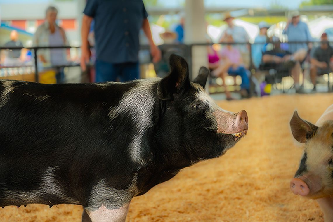 Southwest Florida Agricultural Expo
