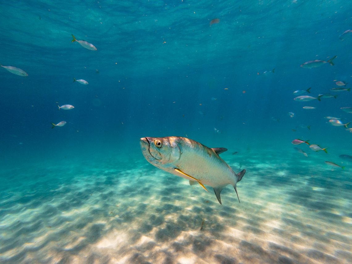 World’s Richest Tarpon Tournament World’s Richest Tarpon Tournament