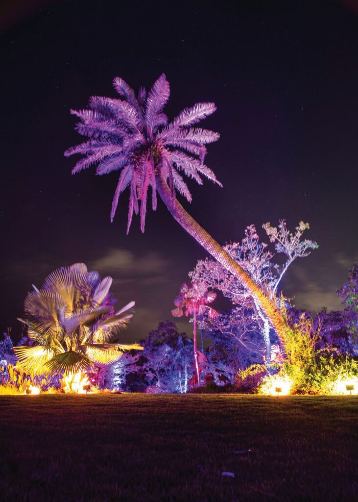 “Night Lights in the Garden,” when tens of thousands of lights illuminate the foliage, is an annual holiday tradition at Naples Botanical Garden