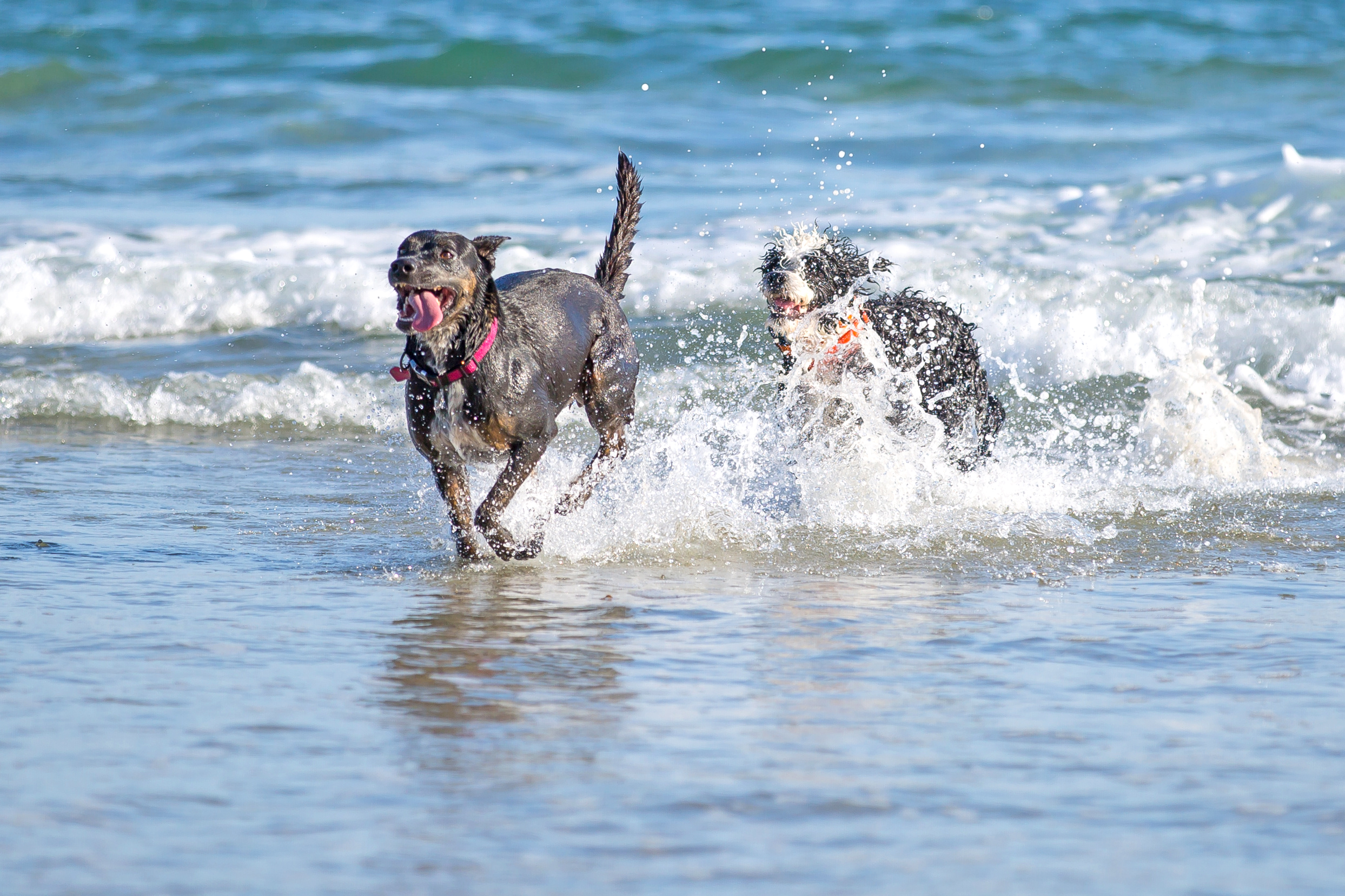 Fido and friends can frolic with abandon at Dog Beach in Bonita