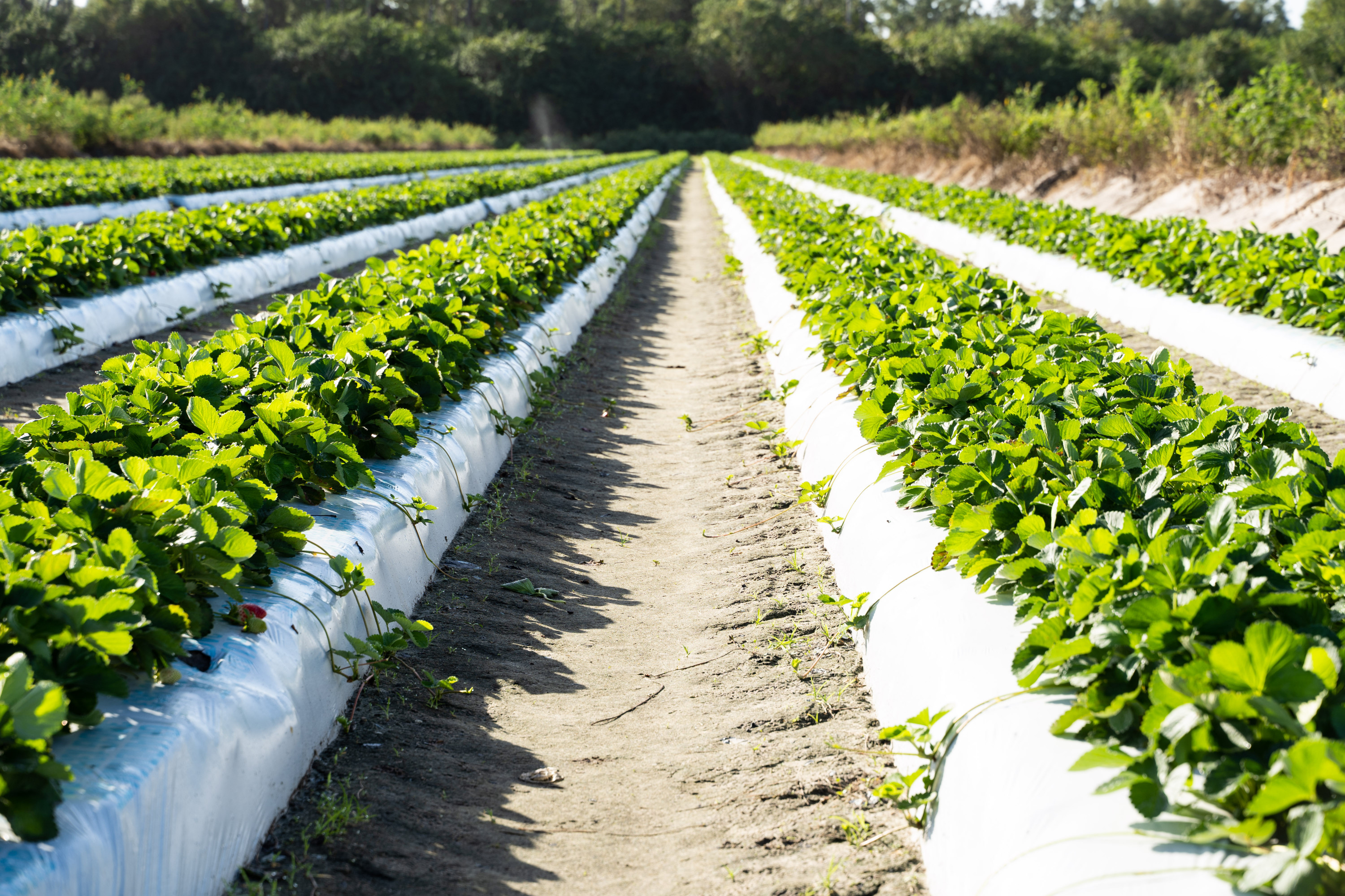 Fresh veggies growing at Farmer Mike’s.